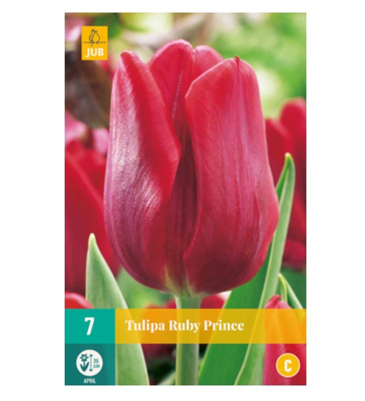 Tulipes rubis prince