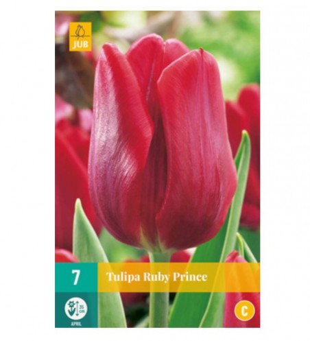 Bulbes de tulipes rubis prince | Les Graines Bocquet