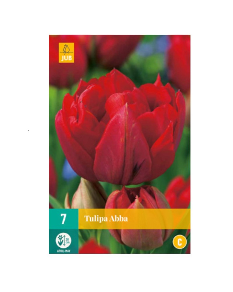 Bulbes de tulipes Abba à planter | Les Graines Bocquet