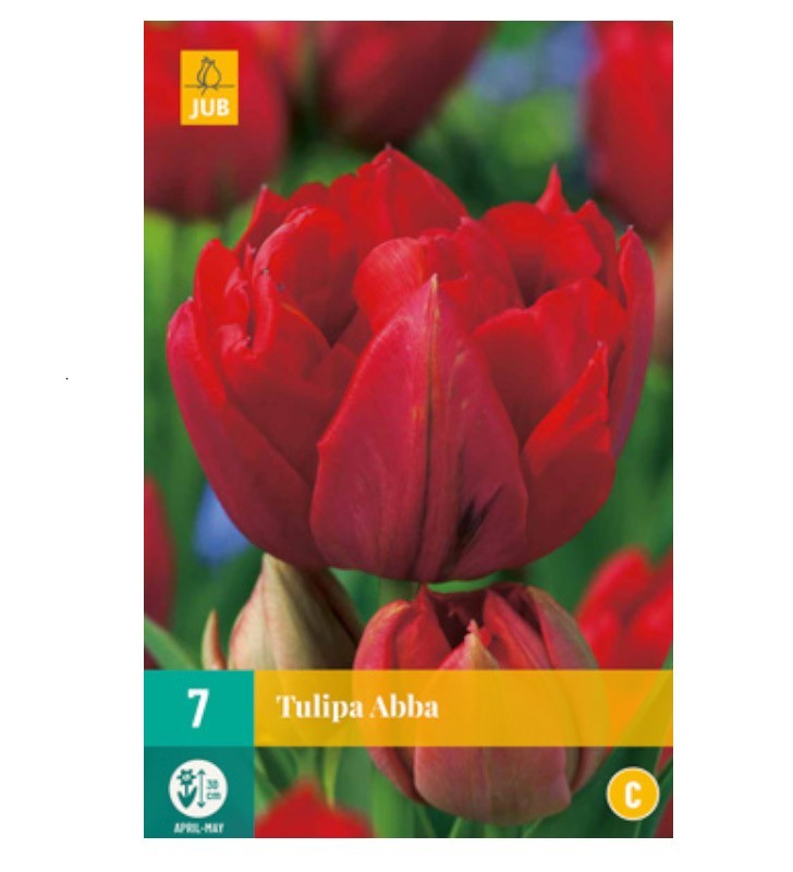 Tulipes Abba