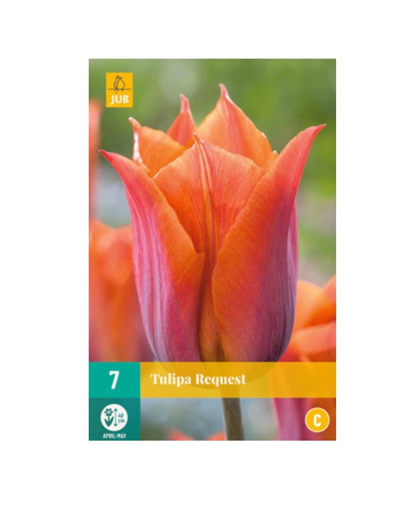 Bulbes de tulipes request à planter | Les Graines Bocquet