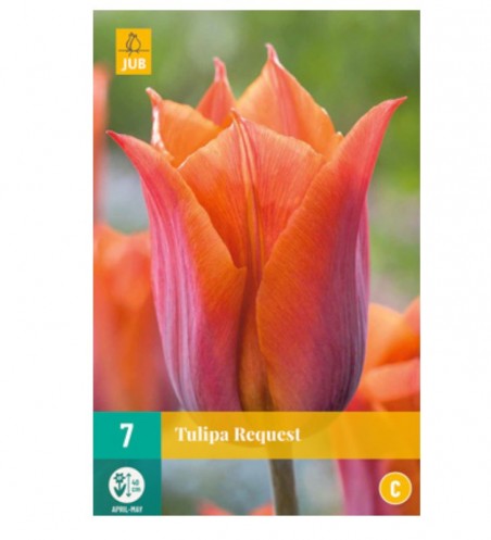 Bulbes de tulipes request à planter | Les Graines Bocquet