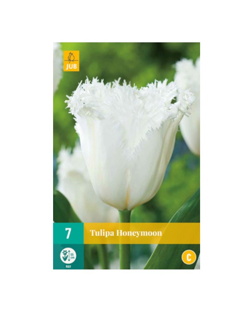 Bulbes de tulipes Honeymoon | Les Graines Bocquet