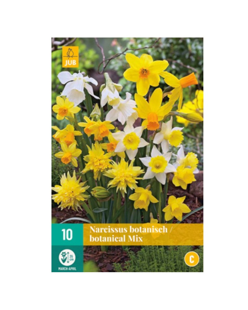 Bulbes narcisses botanical mix | Les Graines bocquet