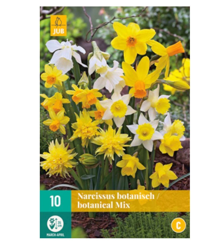 Narcisses botanical mix