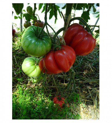Graines de Tomate lydie"s rose à semer | Les Graines Bocquet