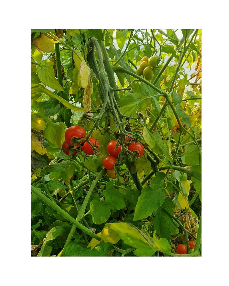 Graines de Tomate Kozula 14.1 à semer au potager | Les Graines Bocquet
