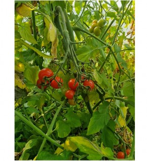 Graines de Tomate Kozula 14.1 à semer au potager | Les Graines Bocquet