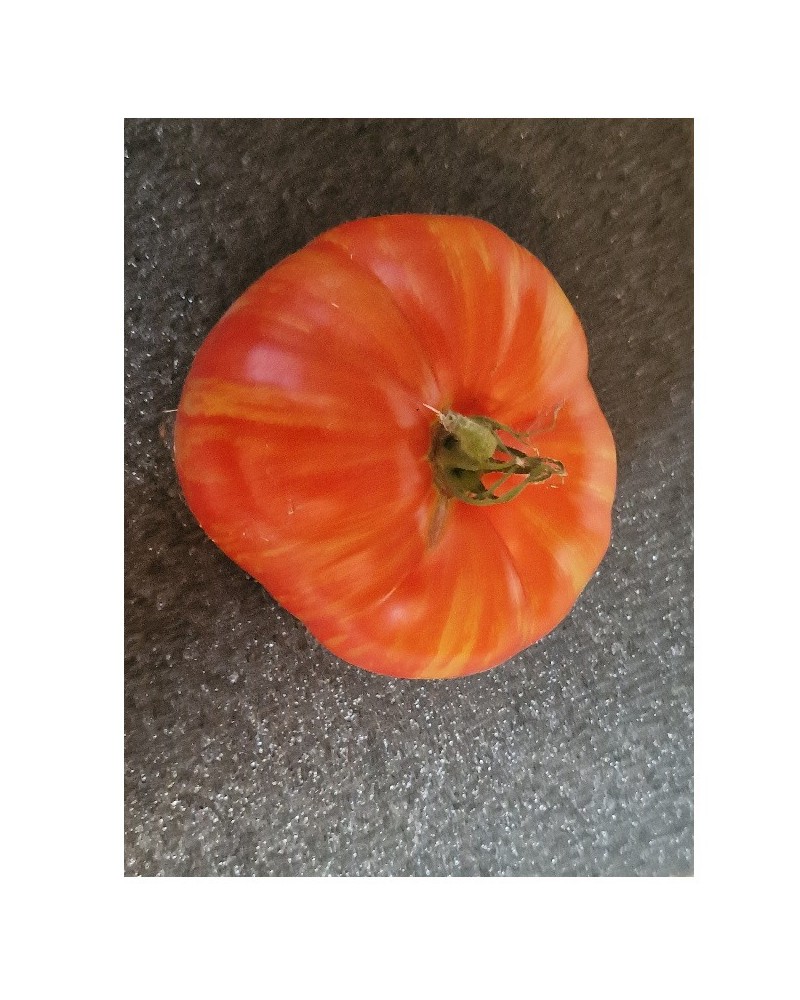 Graines de Tomate Dwarf beauty king à semer | Les Graines Bocquet