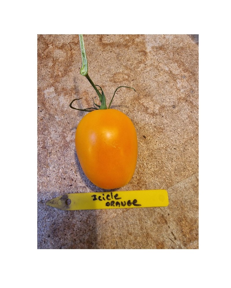 Graines de Tomate icicle orange à semer | Les Graines Bocquet