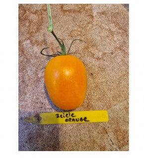 Graines de Tomate icicle orange à semer | Les Graines Bocquet