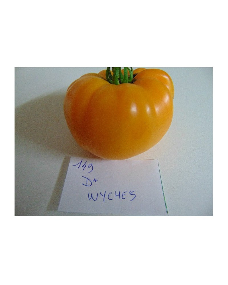 Graines de Tomate dr wyshe's à semer | Les Graines Bocquet
