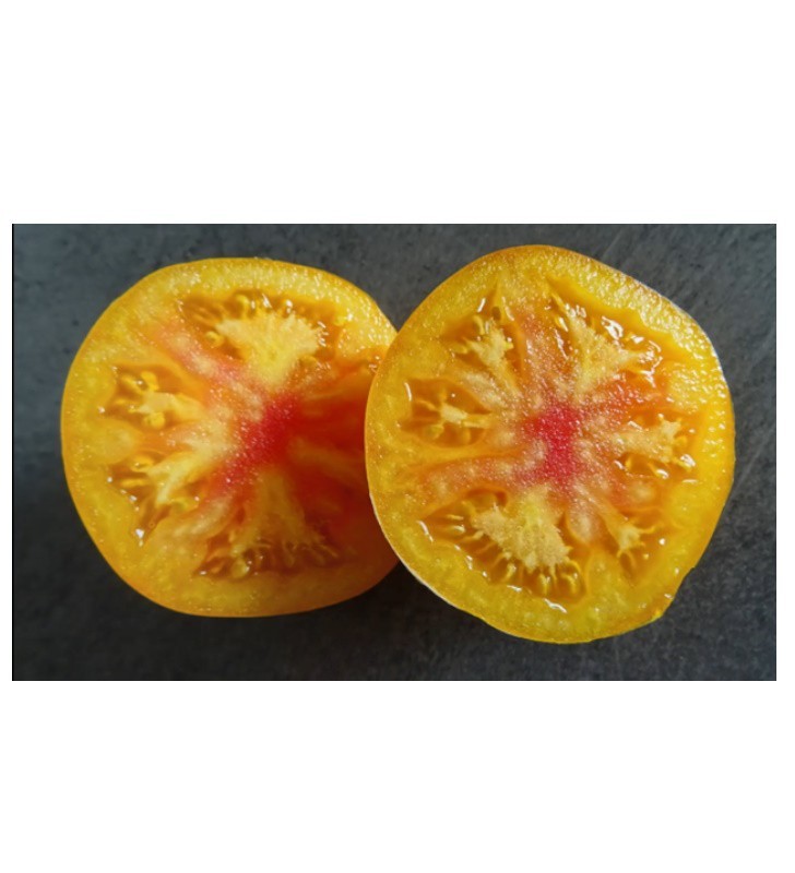 Tomate ET.ET Tomato Tomate ET.ET Tomato