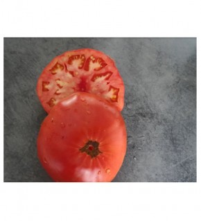 Graines de Tomate belle du poitou à semer | Les Graines Bocquet