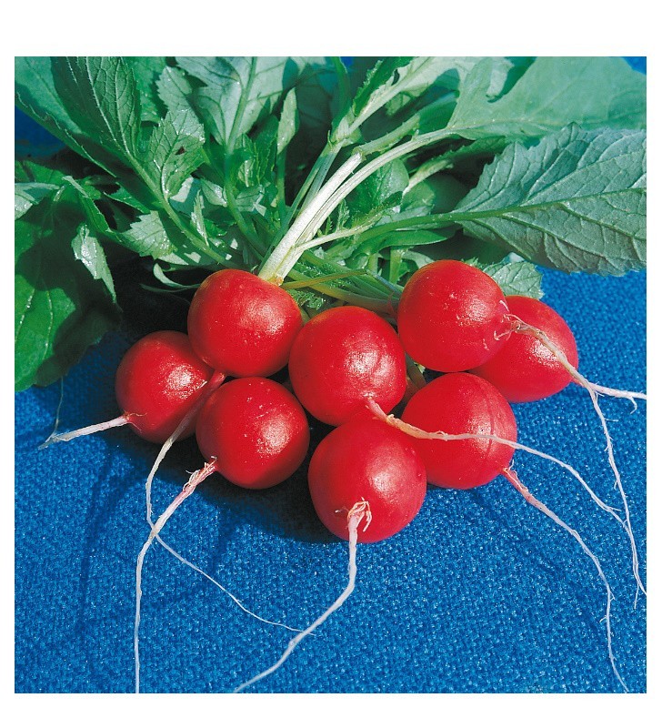 Graines de radis rond rouge raxe à semer | Les Graines Bocquet