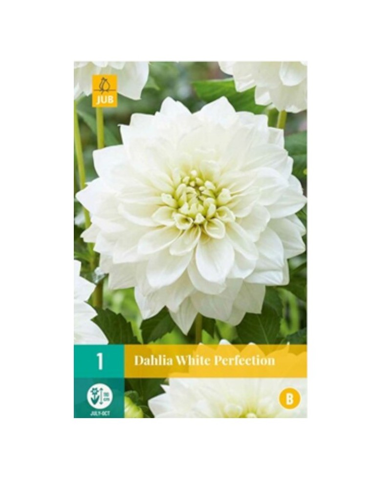 Bulbe de Dahlia White perfection à planter | Graines Bocquet