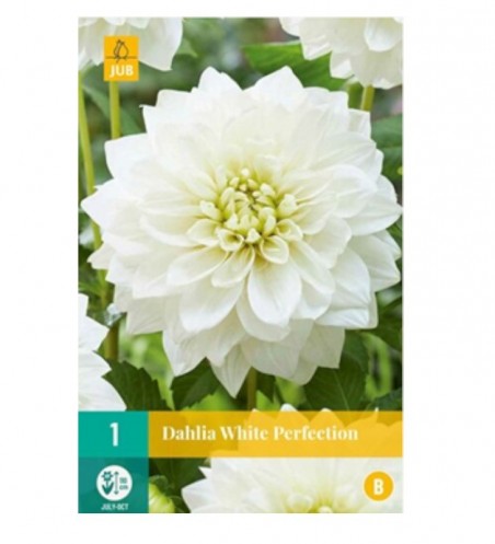 Bulbe de Dahlia White perfection à planter | Graines Bocquet