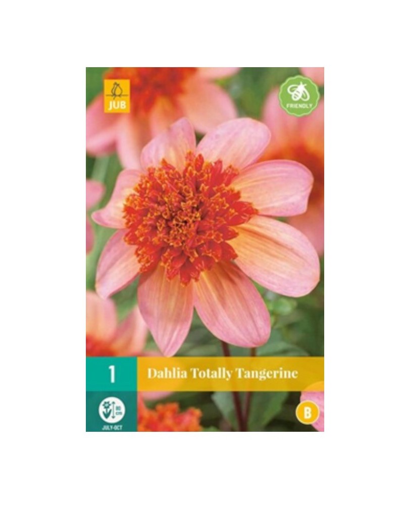 Bulbe de Dahlia Totally Tangerine à planter | Graines Bocquet