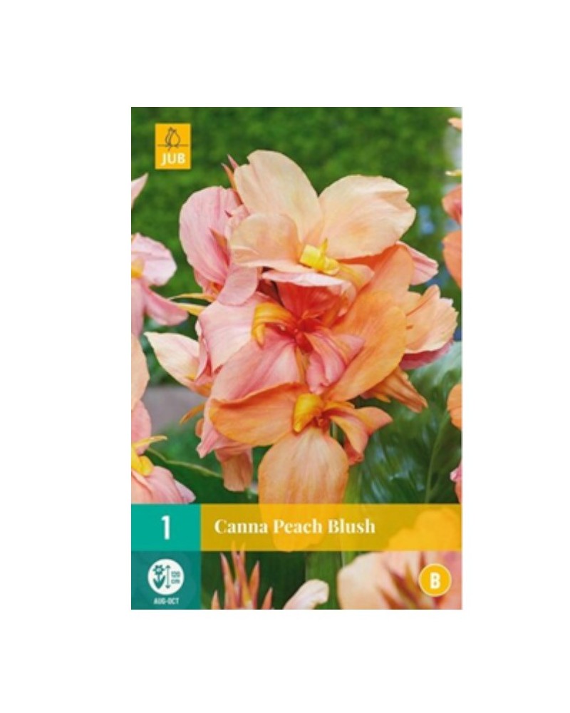 Bulbe de canna peach blush à planter au jardin | Graines Bocquet