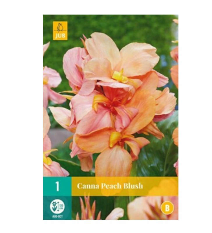 Bulbe de canna peach blush à planter au jardin | Graines Bocquet