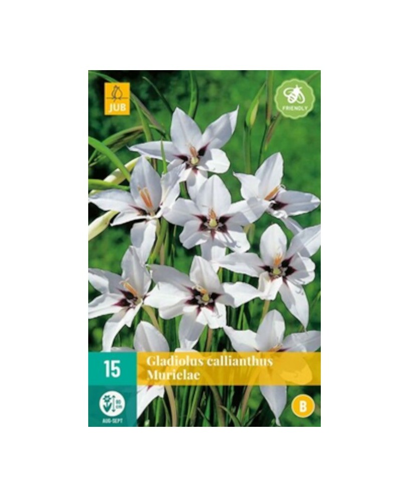 Bulbe de Gladiolus callianthus murielae à planter| Graines Bocquet