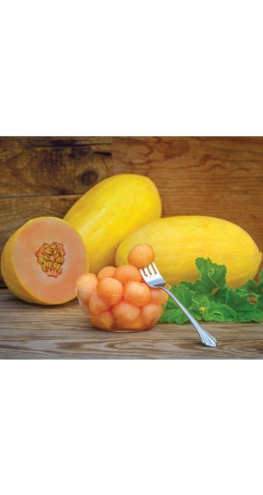 Graines de Melon Mangomel Hybride F1 à semer | Les Graines Bocquet