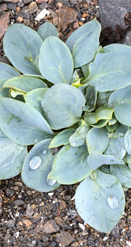 Mertensia Maritima