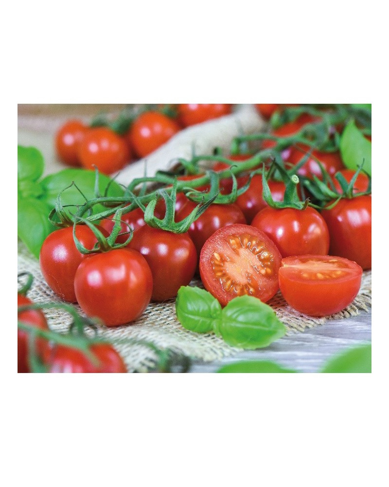 Graines de tomates hyb f1 rubylicious à semer | Les Graines Bocquet