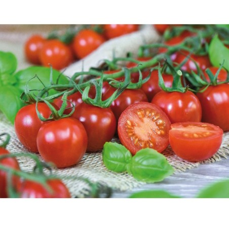 Graines de tomates hyb f1 rubylicious à semer | Les Graines Bocquet