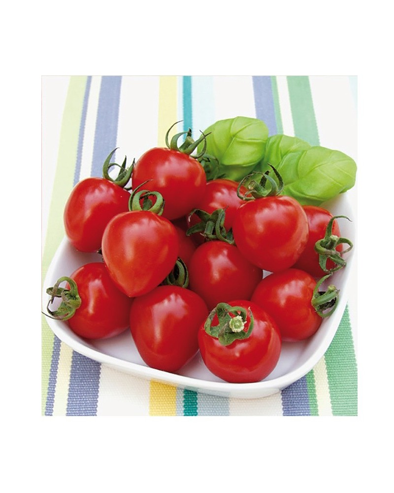 Graines de tomates hyb f1 gardenberry à semer | Les Graines Bocquet