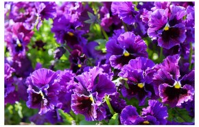 Graines de Fleurs Viola Rococo frilled | Les Graines Bocquet