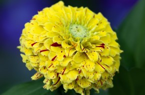 Graines de zinnia elegans pop art rouge et jaune | Graines Bocquet