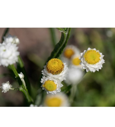 Graines d'immortelle ailée à semer au jardin | Les Graines Bocquet