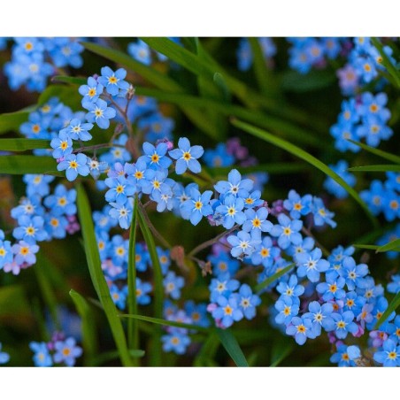 Graines de Myosotis des Alpes bleu| Les Graines Bocquet