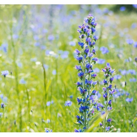 Graines de echium vulgare bleu | Graines Bocquet