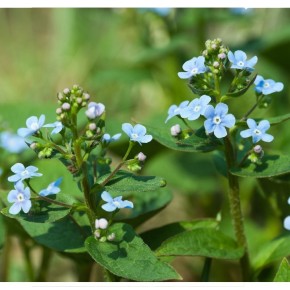 Graines de cynoglosse firmament bleu | Les Graines Bocquet