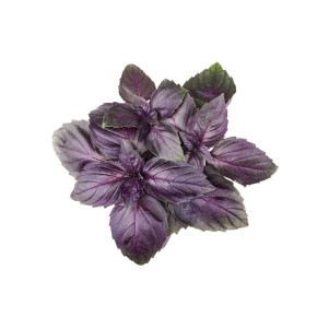 Graines de Basilic rouge Osmin - Aromatique | Graines Bocquet