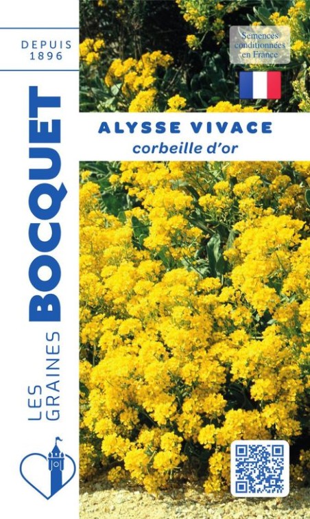 Graines de Alysse vivace corbeille d'or | Les Graines Bocquet