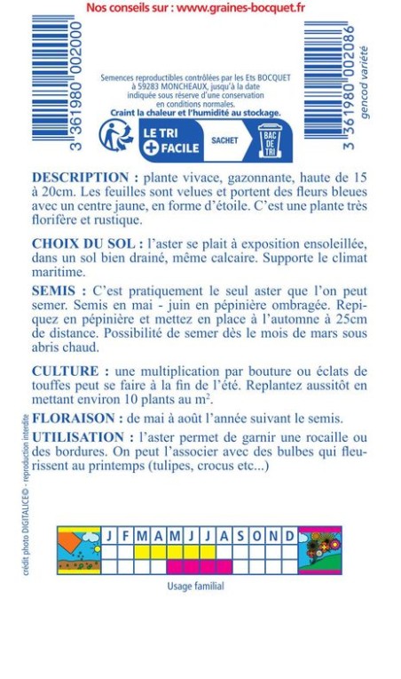 Aster des Alpes grande fleur bleue