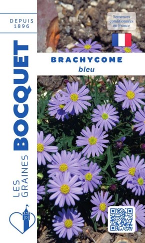 Graines de Brachycome bleu à semer au jardin | Graines Bocquet