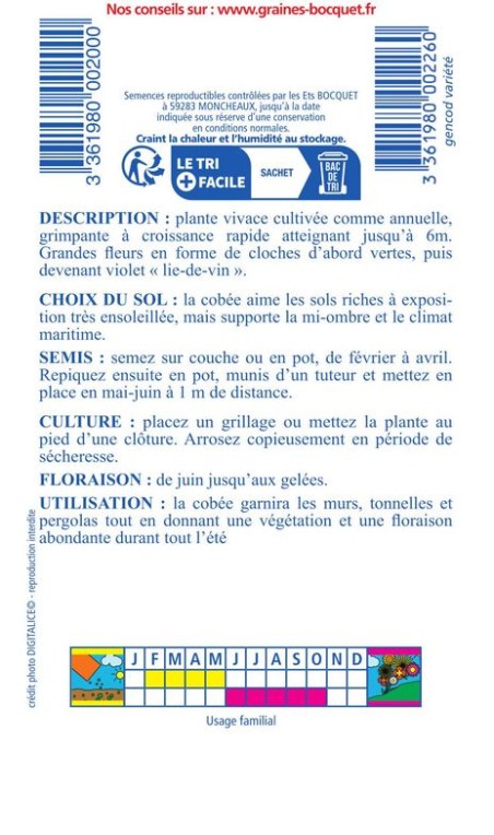 Cobée grimpante bleue