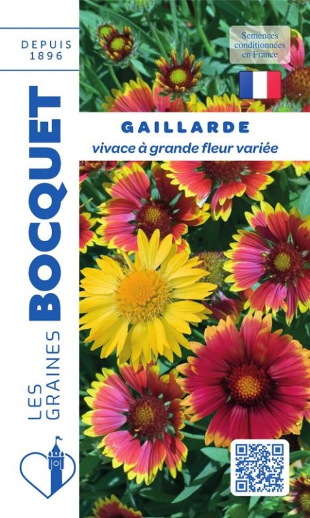 Gaillarde vivace à grande fleur variée