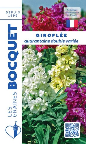 Giroflée quarantaine double variée à semer | Graines Bocquet