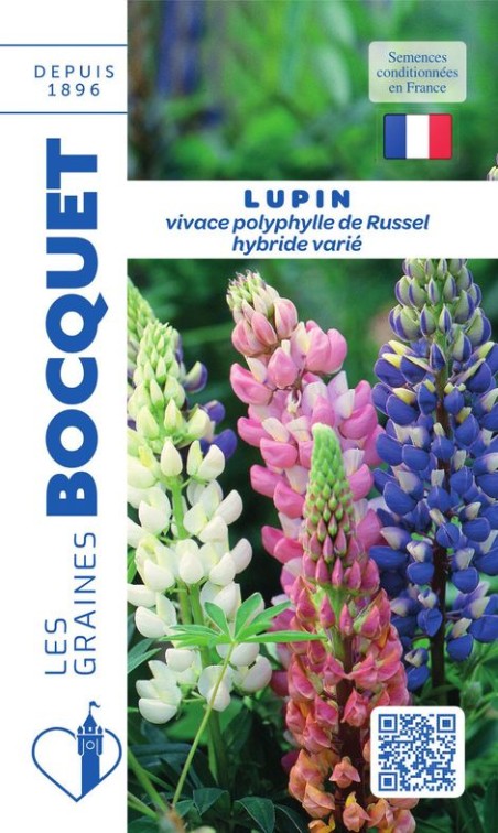 Lupin vivace polyphylle de Russel hybride varié