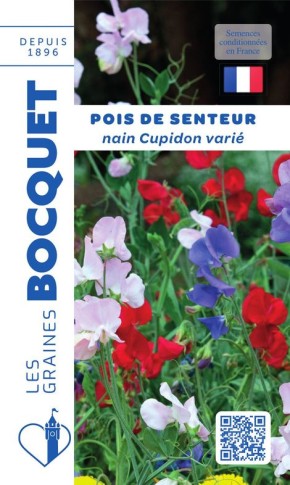 Graines de Pois de senteur nain Cupidon à semer | Graines Bocquet