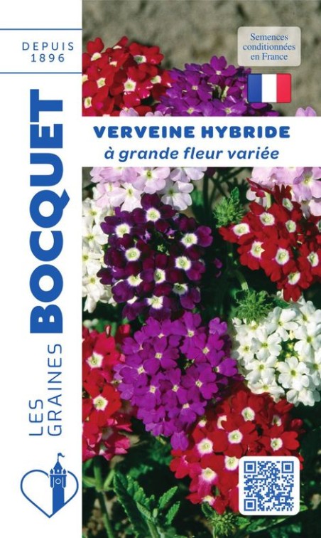 Verveine HYB à grande fleur variée