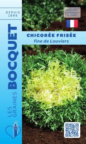 Graines de chicorée frisée fine de Louviers | Graines Bocquet