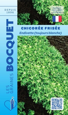 Graines de chicorée frisée endivette blanche | Graines Bocquet