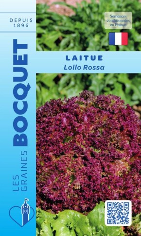 Laitue à couper Lollo Rossa à semer au potager | Graines Bocquet
