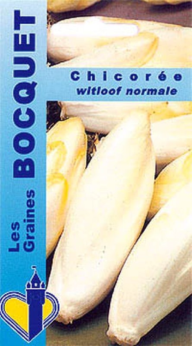 Chicorée Witloof normale